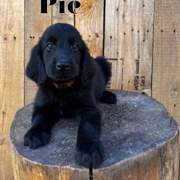 Pie (pink) - Black female Flat-Coated Retriever puppy in Park Rapids, Minnesota from Catori