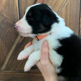 Zion - Black white and tan Old Time Scotch Collie puppy in Mars Hill, North Carolina from Brambly Mountain Farm