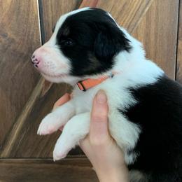 Zion - Black white and tan Old Time Scotch Collie puppy in Mars Hill, North Carolina from Brambly Mountain Farm