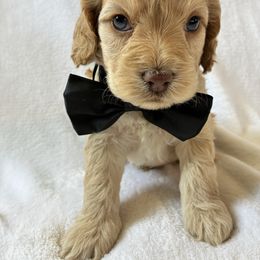 Toothless - Buff and white male Cockapoo puppy in Adrian, Oregon from ApplebyFarm