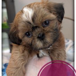Tiny Willow - Red female Shih Tzu puppy in Orient, Ohio from Forever Friends Shih-Tzu