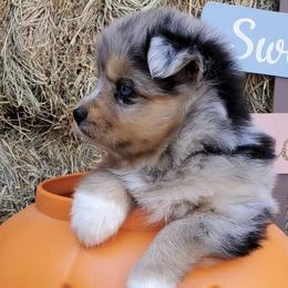 Pomskies and Siberian Huskies from HD Husky & Pomsky