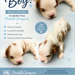 Bud - Blenheim male Cavalier King Charles Spaniel puppy in Walterboro, South Carolina from Puddlejumpers