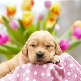 Lilac - Golden female Golden Retriever puppy in Saint Joe, Indiana from Golden Acres Farm