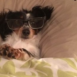 Dachshund Puppies from Stonevalley Dachshunds