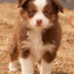 Miniature American Shepherd and Miniature Australian Shepherd Puppies from Bellewynd Acres