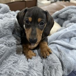 Male Dapple - Dapple male Dachshund puppy in Hensley, Arkansas from Fink Dachshund Farm - Central Arkansas