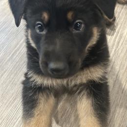 Liraz - Black and tan male German Shepherd puppy in Athol, Idaho from Coterie Shepherds