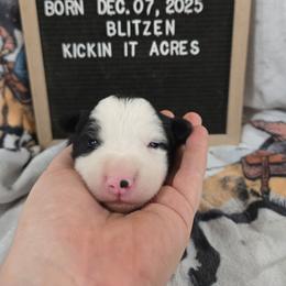 Blitzen - Black male Border Collie puppy in Chariton, Iowa from Kickin It Acres BCs