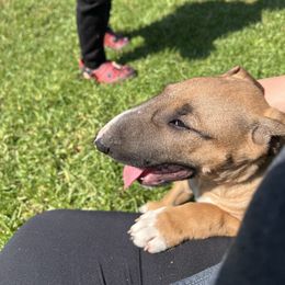 Everest - Red and white female Bull Terrier puppy in Stanton, California from Pure hearts