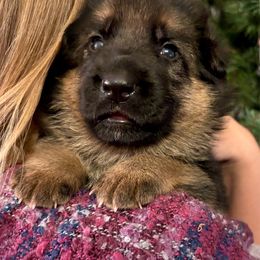 Stella - Black and tan female German Shepherd puppy in Grand Junction, Colorado from Sonnenfeld Shepherds