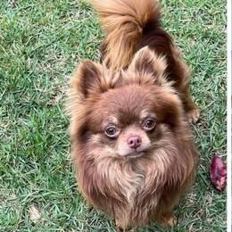 Ruckus - Chihuahua