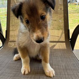 Boomer 2 - Sable male Collie puppy in Yukon, Oklahoma from ColliesOklahoma