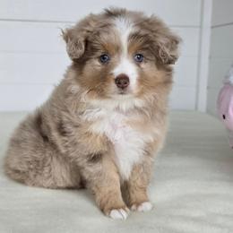Willow - Red merle female Toy Australian Shepherd puppy in Ellsinore, Missouri from Shebang Aussies