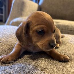 Donder Male CKC certified Longhair. UPDATED PHOTOS 1  17  26 - Dapple male Dachshund puppy in Oklahoma City, Oklahoma from Diana's Dachshunds CKC certified!