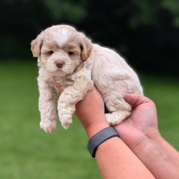 Sandy - Gold and white female Shihpoo puppy in Coshocton, Ohio from Forever Family Puppies