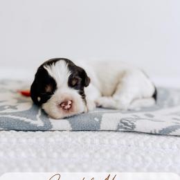 Coastal Maine - Tri-color male Australian Labradoodle puppy in Syracuse, Indiana from The Doodle Cove