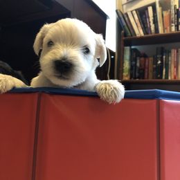 Miniature Schnauzer and Poodle Puppies from Bits & Bytes Farm