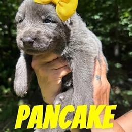 Pancake - Blue female German Shepherd puppy in Fort Jennings, Ohio from Von Holtzapple German shepherds