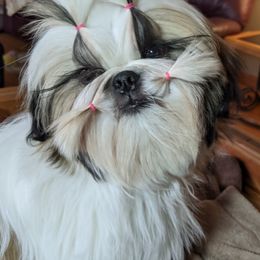 Shih Tzus from JeN's Shih Tzu