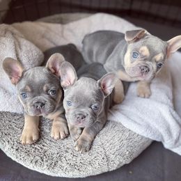 French Bulldog Puppies from MJ Frenchies