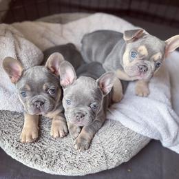 French Bulldog Puppies from MJ Frenchies