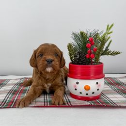Omelet - Red male Cavapoo puppy in Beresford, South Dakota from DAKOTA DOOD RANCH