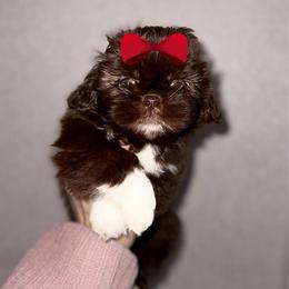 Girl 1 - Liver and white female Shih Tzu puppy in Seguin, Texas from Dolled Up Shih Tzus