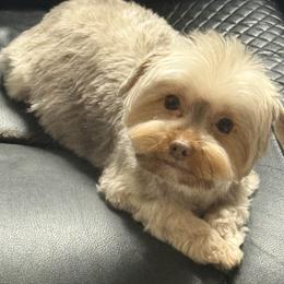 Yorkshire Terrier puppies from Chocolate and Parti Yorkies in Florida