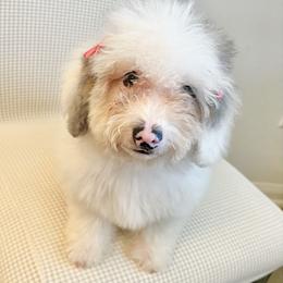 MUFFIN - Merle female Bernedoodle puppy in Houston, Texas from Pia’s Doodle Poodle Wag