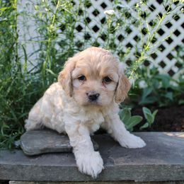 Cockapoo, Miniature Schnauzer, and Poodle All Grown Up from Schaible Family Puppies