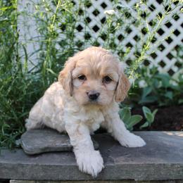 Cockapoo, Miniature Schnauzer, and Poodle All Grown Up from Schaible Family Puppies