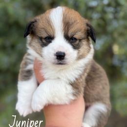 Juniper - Sable male Pembroke Welsh Corgi puppy in Montague, California from Shasta Valley Pembrokes