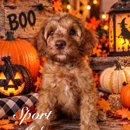 Sport - Red male Australian Labradoodle puppy in Eastover, North Carolina from Joyful Hearts Australian Labradoodles