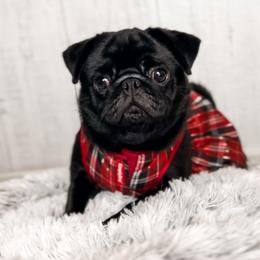 Winnie - Pug