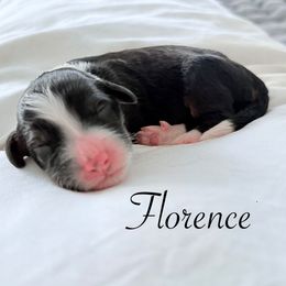 Florence - Black and white female Bernedoodle puppy in Tulsa, Oklahoma from Magnolia Blossom Bernadoodles
