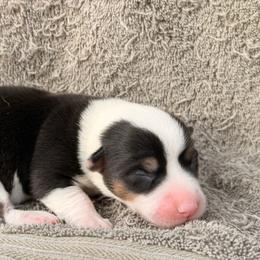 White blaze - Black and white female American Corgi puppy in Pioneer, Michigan from Country Corners Corgis