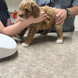 Goldendoodle Puppies from Life_on. Paws