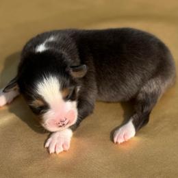 Aspen - Red tri-color male Australian Shepherd puppy in Beaverdam, Virginia from Cimmarun Farm Aussies