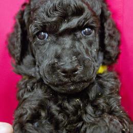Poodle Puppies from Lido Rose C