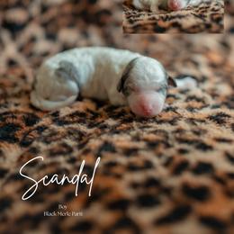 Scandal - Blue merle male Aussiedoodle puppy in Inman, South Carolina from Dark Corner Doodles
