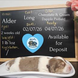 Alder - Dapple male Dachshund puppy in Hoquiam, Washington from Heyd's Mini Dachshunds