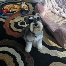 Ziva - Miniature Schnauzer