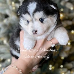 Uncle Stretch - Black and white male Pomsky puppy in Rossville, Georgia from Scenic City Pomskies