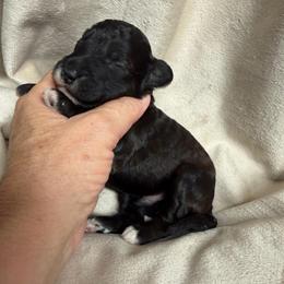 Boy 3 Goofy - Parti male Goldendoodle puppy in Kearneysville, West Virginia from Daydreamer