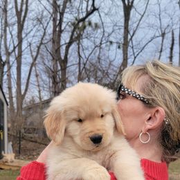 Golden Retriever Puppies from Aurum Goldens