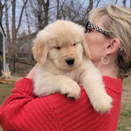 Golden Retriever Puppies from Aurum Goldens
