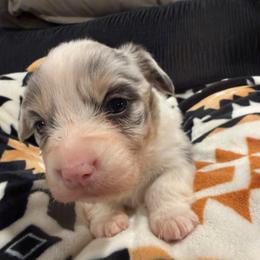Blue Merle Docked - Gray and white female American Corgi puppy in Heyworth, Illinois from Schumaker Corgis