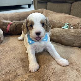 Oscar - Blenheim male Cavapoo puppy in Sugarcreek, Ohio from True Hearted Doodles