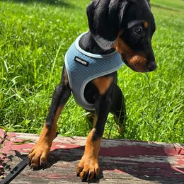Doberman Pinscher Puppies from Aaliyah’s Dobies